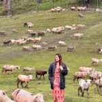 Srishty Rode Instagram - Mary had many little lambs 😍 . . . #reelsinstagram #reels #reelitfeelit #reelkarofeelkaro #kashmir #gulmarg #trending