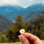Srishty Rode Instagram - Embrace the winding roads and let the beauty of Gulmarg unfold before you, for it is in the journey that the soul finds solace and the heart discovers serenity #kashmir #gulmarg ❤️