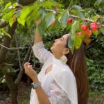 Srishty Rode Instagram - Saw a cherry tree in Kashmir for the first time and I couldn’t contain my excitement! 🍒 Nature has a way of captivating us with its beauty and bounty, even more so when we have limited exposure to it in urban environments. The sight of fruits and vegetables growing on trees can be a delightful reminder of the natural world's wonders and the process of growth and abundance! ❤️ #kashmir Kashmir A Heaven On Earth