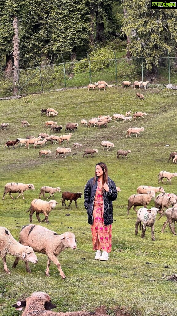 Srishty Rode Instagram - Mary had many little lambs 😍 . . . #reelsinstagram #reels #reelitfeelit #reelkarofeelkaro #kashmir #gulmarg #trending