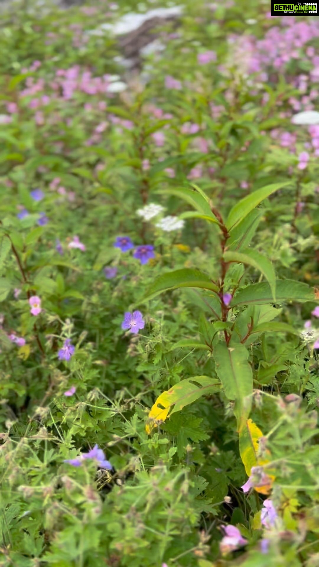 Sunitha Upadrashta Instagram - Valley of flowers.. Uttarakhand,India. Its like once in a lifetime experienceđ¸