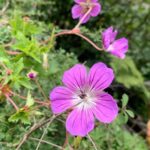 Sunitha Upadrashta Instagram -