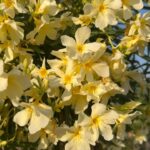 Sunitha Upadrashta Instagram – Full bloom:)