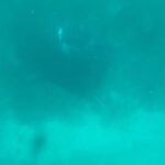 Sunny Leone Instagram - Highlight of the trip seeing this creature from God! Felt so lucky to see him/her. Thanks @brenniakottefaru for an amazing trip :) . . #SunnyLeone #maldives #beach #bikini #familytime #StarStruckbySL Brennia Kottefaru