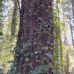 Sushma Raj Instagram – 🥺 The Forest of Nisene Marks State Park