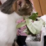 Tanushree Dutta Instagram - My cat ate the fen-shui plant! 👀😱 I got a fengshui plant home as part of a gift parcel from my sister's baby shower. I gave my cat some chicken pieces. She left the chicken and ate the plant instead.🤣 Is this normal??