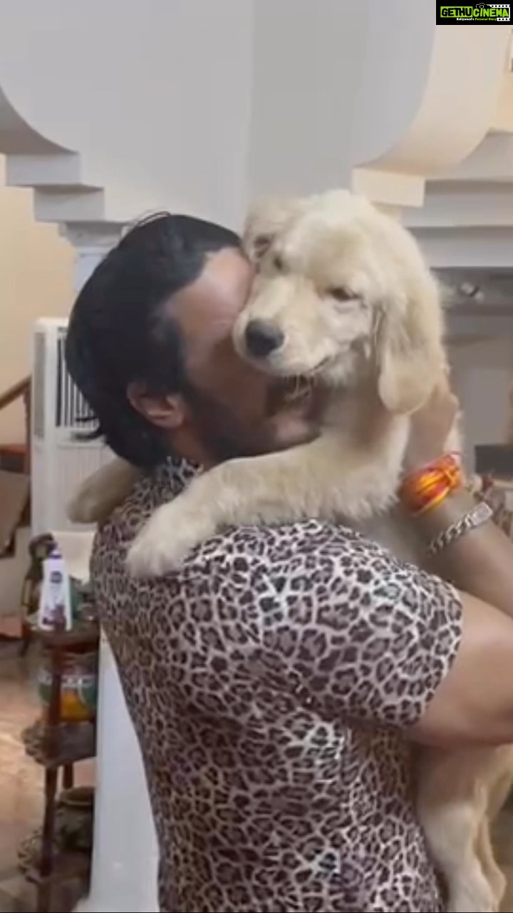 Thakur Anoop Singh Instagram - Golden Retrievers are absolutely ❤️ filled !! Meet Ringo the 5 month old Golden Baby!!!