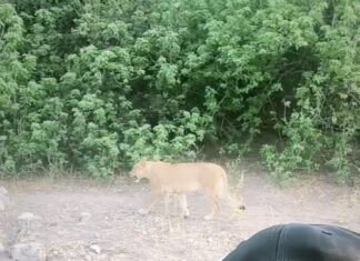 Tovino Thomas Instagram - Selfie with a Simham 😁 #lioness #chobenationalpark #safari #morningsafari #kasane #botswana #africa Chobe National Park, Botswana