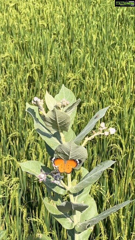 Tovino Thomas Instagram - I dreamed I was a butterfly, flitting around in the sky; then I awoke. Now I wonder: Am I a man who dreamt of being a butterfly, or am I a butterfly dreaming that I am a man? -Chuang Tzu