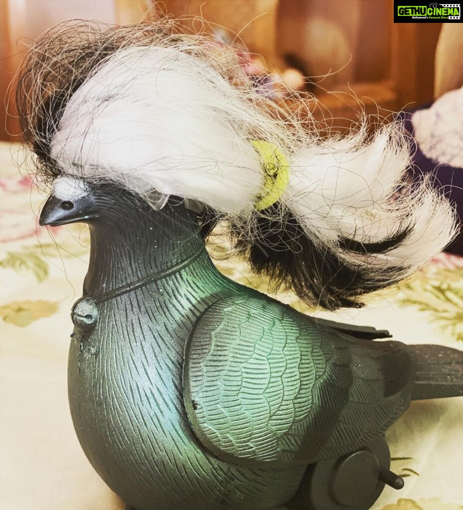 Venkat Kumar Gangai Amaren Instagram - Even the birds need a haircut after the lockdown!!! Pic courtesy my younger daughter #vikruti 😂🤣😂🤣😳