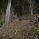 Vennela Kishore Instagram - The only wild life we could find while shooting in deeper forest🙄..Anyways realized ‘Communication is the key’ #WildBoar #EeMaatramDaaniki 🙄 Courtallam, Tamil Nadu, India