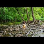 Vidhya Instagram - At The Great Smoky Mountains 💚 #greatsmokymountains #gatlinburg #tennessee
