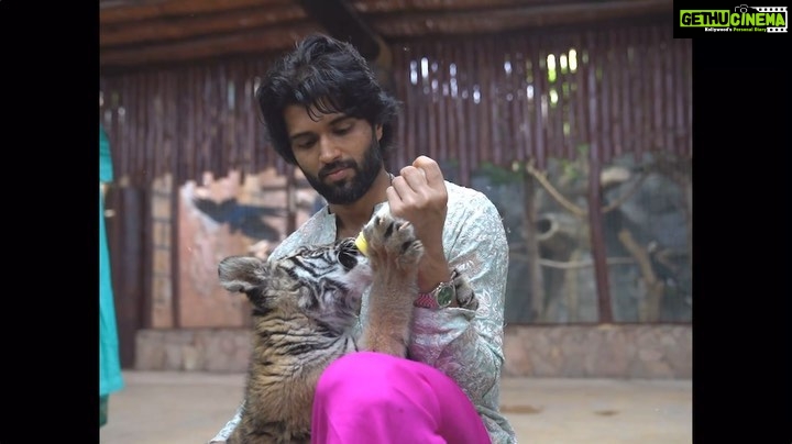 Vijay Deverakonda Instagram - Another memory for life. @sb_belhasa and @fame.park were amazing hosts to this memory ❤️ A beautiful park, happy well taken care of animals, great caretakers - They got me over my biggest fear - snakes, Shared lots of knowledge on animals and let me play with the cutest lion and tiger cubs.