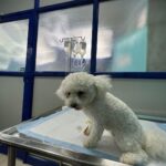Vinitha Koshy Instagram – Few days back Whisky was diagnosed with multiple kidney stones which were hard to treat with medicines.
Surgery was done and now she is getting better. It was the first time in my life that I had ever felt stuck and clueless.
My expression queen will be back soon wagging her little tail with more love ❤️✌️ The Cochin Pet Hospital