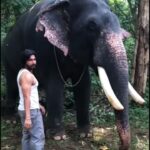 Vishnu Vishal Instagram - More of #Kaadan & #Aranya shooting spot experiences... When getting on and getting off #Unni got a bit easier on the second day 😁 Watch how he gobbles up the jaggery laddoo... 🐘❤️ @ranadaggubati @pulkitsamrat @erosnow