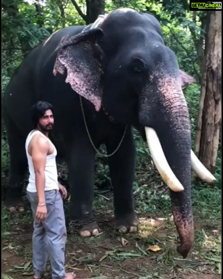 Vishnu Vishal Instagram - More of #Kaadan & #Aranya shooting spot experiences... When getting on and getting off #Unni got a bit easier on the second day 😁 Watch how he gobbles up the jaggery laddoo... 🐘❤️ @ranadaggubati @pulkitsamrat @erosnow