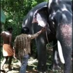 Vishnu Vishal Instagram - After few failed hops, the first successful attempt on the first day of shoot 🐘 #Kaadan & #Aranya gave me so many memories and I wish to share some with you all over the next few days.. Film coming to THEATRES on March 26th 😊