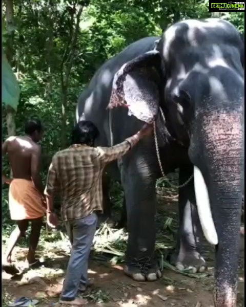 Vishnu Vishal Instagram - After few failed hops, the first successful attempt on the first day of shoot 🐘 #Kaadan & #Aranya gave me so many memories and I wish to share some with you all over the next few days.. Film coming to THEATRES on March 26th 😊