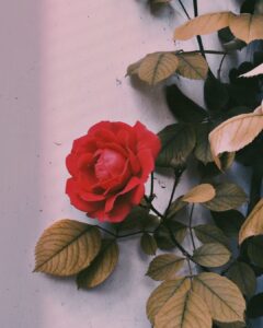 Zaira Wasim Instagram - “Oh you who attempts to open the doors of life without the key of piety! 

How can you yourself open up the avenues to sin, and then complain about the constriction of rizq (provision)? 

If you had Taqwa (piety) , nothing of what you seek would be difficult to attain, because the key of piety opens every door. 

So long as the god-fearing individual remains true to the purity of Taqwa (piety), then he will not be harmed, but when he strays away from treading the path of piety, he will meet many difficulties.”

‎— Ibn al-Jawzi | اللطائف ‎كتاب