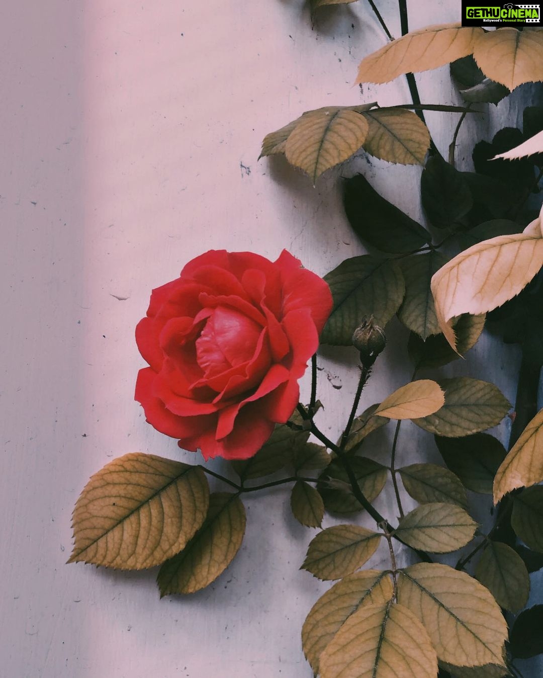 Zaira Wasim - 62.3K Likes - “Oh you who attempts to open the doors of life without the key of piety!
How can you yourself open up the avenues to sin, and then complain about the constriction of rizq (provision)?
If you had Taqwa (piety) , nothing of what you seek would be difficult to attain, because the key of piety opens every door.
So long as the god-fearing individual remains true to the purity of Taqwa (piety), then he will not be harmed, but when he strays away from treading the path of piety, he will meet many difficulties.”
— Ibn al-Jawzi | اللطائف كتاب