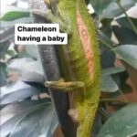 Amala Paul Instagram – #Repost @bloodofaurora
・・・
😻

bitahiatus chameleon 

This is one of the few chameleon species that does not lay eggs, but instead gives birth to live young that are separated by individual adhesive membranes.

via @lavacastyle