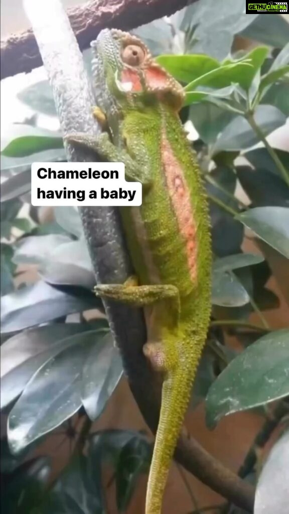 Amala Paul Instagram - #Repost @bloodofaurora ・・・ 😻 bitahiatus chameleon This is one of the few chameleon species that does not lay eggs, but instead gives birth to live young that are separated by individual adhesive membranes. via @lavacastyle