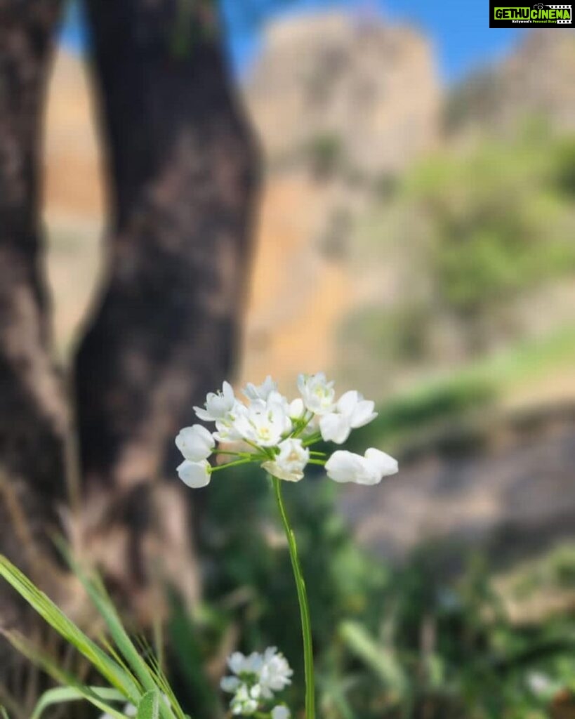 Archana Instagram - A place out of my dreams #ronda 💜🌟🫶 DO NOT MISS MY ZNMD moment in the last frame 🤩😭🥹🙏 . . . #throwback #malaga #spain #fields #greenery #dogoftheday #whitehorse Ronda(Málaga).