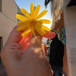 Archana Instagram - The #sun #lemon & #yellowflower Begur, Spain