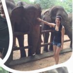 Archana Instagram - As we celebrate our #oscar the first ever INDIA produced/directed film to win …. Just to say the magestic magical gentle beasts r prettttty irresistibly lovable n just too cute to be true despite that siZe ….. jhappiesssssss pappppiessss 🌺🧚🏽‍♀️🧚🏽‍♀️🧚🏽‍♀️💯🥲🌟🙏💫😍😍😍😍😍😍 Pinnawala Zoo,srilanka