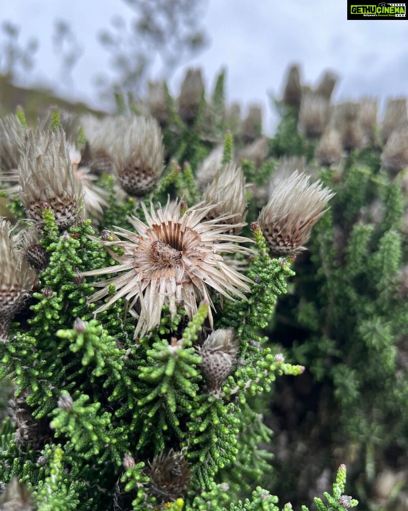 Archana Instagram - The #whale #town #hermanus had amazzzzing #vineyards & this trek as well #fernkloof - even though most of the green cover has dried up in winter .. but the wild flowers to the bay view was breathtaking & the most surprising part was how none of us - of age groups varying 14-77 dint feel breathless at all while the 45 minute trek … . . . #outdoorsey #trekking #fern #kloof #southafrica #hilltop #bayview #hermanuslife #wild Fernkloof,Hermanus