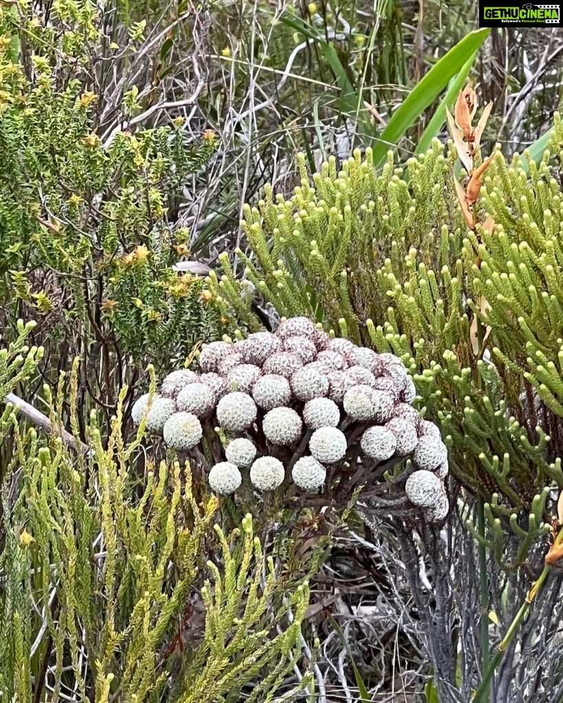 Archana Instagram - The #whale #town #hermanus had amazzzzing #vineyards & this trek as well #fernkloof - even though most of the green cover has dried up in winter .. but the wild flowers to the bay view was breathtaking & the most surprising part was how none of us - of age groups varying 14-77 dint feel breathless at all while the 45 minute trek … . . . #outdoorsey #trekking #fern #kloof #southafrica #hilltop #bayview #hermanuslife #wild Fernkloof,Hermanus