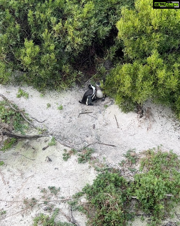 Archana Instagram - Day 02 #capetownsouthafrica On our day tour visited the #penguin colony at Boulders Beach & loved the way no one hushed whistled or bullied the animals by any notice or action … penguins are very private creatures and just love to chill with their tribe … delight to visit their nesting holes by the beach & see them snuggle and huddle with their loved ones … like my tribe is as huddling for pictures with them :D Don’t miss the #possum sneakily looking towards me in the bushes 🫣🙈🤪 . . . #love #naturephotography #wildlife #beach #travel Boulders Beach Penguin Colony