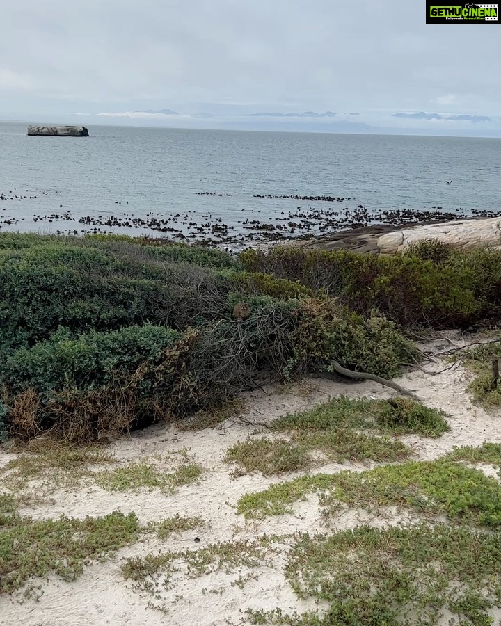 Archana Instagram - Day 02 #capetownsouthafrica On our day tour visited the #penguin colony at Boulders Beach & loved the way no one hushed whistled or bullied the animals by any notice or action … penguins are very private creatures and just love to chill with their tribe … delight to visit their nesting holes by the beach & see them snuggle and huddle with their loved ones … like my tribe is as huddling for pictures with them :D Don’t miss the #possum sneakily looking towards me in the bushes 🫣🙈🤪 . . . #love #naturephotography #wildlife #beach #travel Boulders Beach Penguin Colony