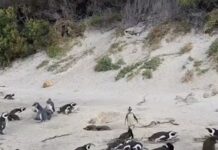 Archana Instagram - Day 02 #capetownsouthafrica On our day tour visited the #penguin colony at Boulders Beach & loved the way no one hushed whistled or bullied the animals by any notice or action … penguins are very private creatures and just love to chill with their tribe … delight to visit their nesting holes by the beach & see them snuggle and huddle with their loved ones … like my tribe is as huddling for pictures with them :D Don’t miss the #possum sneakily looking towards me in the bushes 🫣🙈🤪 . . . #love #naturephotography #wildlife #beach #travel Boulders Beach Penguin Colony