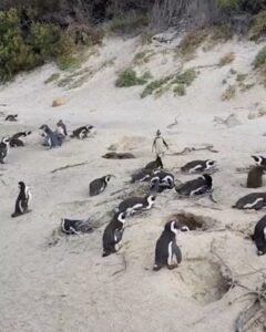 Archana Instagram - Day 02 #capetownsouthafrica On our day tour visited the #penguin colony at Boulders Beach & loved the way no one hushed whistled or bullied the animals by any notice or action … penguins are very private creatures and just love to chill with their tribe … delight to visit their nesting holes by the beach & see them snuggle and huddle with their loved ones … like my tribe is as huddling for pictures with them :D Don’t miss the #possum sneakily looking towards me in the bushes 🫣🙈🤪 . . . #love #naturephotography #wildlife #beach #travel Boulders Beach Penguin Colony
