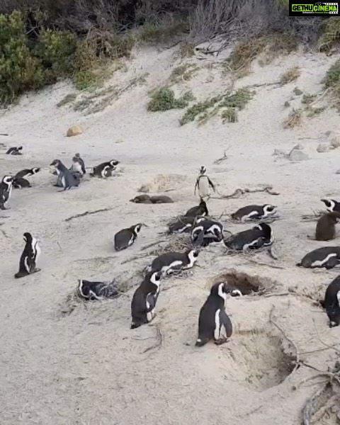 Archana Instagram - Day 02 #capetownsouthafrica On our day tour visited the #penguin colony at Boulders Beach & loved the way no one hushed whistled or bullied the animals by any notice or action … penguins are very private creatures and just love to chill with their tribe … delight to visit their nesting holes by the beach & see them snuggle and huddle with their loved ones … like my tribe is as huddling for pictures with them :D Don’t miss the #possum sneakily looking towards me in the bushes 🫣🙈🤪 . . . #love #naturephotography #wildlife #beach #travel Boulders Beach Penguin Colony