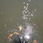 Arun Vijay Instagram - At times even we turn into kids and get excited with them!!❤️ #Arnav #familytime #holiday #fishfeeding #AVJ #AV #simplepleasures #natureisbeautiful