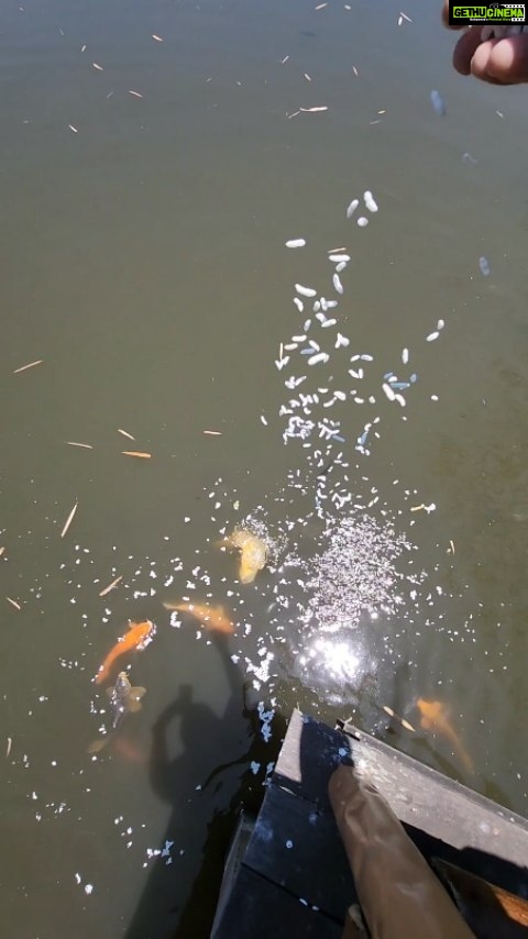 Arun Vijay Instagram - At times even we turn into kids and get excited with them!!❤ #Arnav #familytime #holiday #fishfeeding #AVJ #AV #simplepleasures #natureisbeautiful