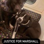 Digangana Suryavanshi Instagram - When the protectors become violent who do you seek protection from ? What has happened with Marshall and Millions is extremely disturbing, I request everyone to please sign the petition and seek justice. I honestly couldn’t even see the video with sound on, it’s heartbreaking. An act like this needs to be punished and set an explain that this is not cool at all with any of us. May humanity live on because at times like these I sincerely doubt of it’s existence. 🥺🙏🏻 #justiceformarshallandmillions