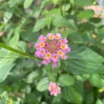 Divya Padmini Instagram -