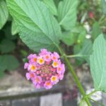 Divya Padmini Instagram -