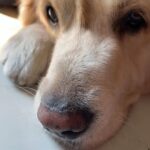 Erica Fernandes Instagram - My Baby Turned eight today, and I missed celebrating it with him :( Wishing my boy all the love, Care, happiness, and, most importantly, the best health. We woof you Champy, and your brothers miss you so much..