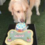 Erica Fernandes Instagram - My Baby Turned eight today, and I missed celebrating it with him :( Wishing my boy all the love, Care, happiness, and, most importantly, the best health. We woof you Champy, and your brothers miss you so much..