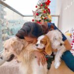 Erica Fernandes Instagram - My boys! #Champ #coco #ginger #Christmas2022