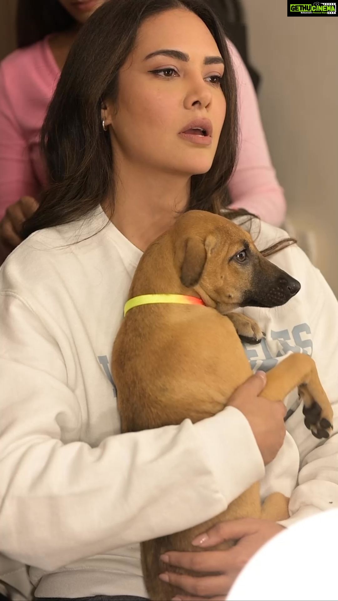 Esha Gupta Instagram - #Naamkaran 🐾 by @egupta! So heartwarming to have Esha Gupta name a shelter cat looking for a forever home, after herself! ✨ We are extremely grateful of her to make an adoption appeal for our shelter pup as well who is finding it difficult to find a home to call her own. There is no real difference between the way they feel and the way we do; and so there should be no difference in the respect we give to a human being vs. an animal and so let’s not discriminate! Choti Esha (cat) is 2 years old. She is healthy, vaccinated, sterilised and super loving. Jen (pup) is 4 months old. She is healthy, vaccinated, playful around kids and other dogs and cats. If you are looking to adopt do consider giving them a home. For adoption enquiries WhatsApp message us on 9820952339 or 8369133400 (strictly no calls). A special thank you once again to @egupta for being such a kind hearted soul and for volunteering towards this beautiful cause. 🤗 We are extremely grateful to have you do this for us and are inspired by your pure compassion for animal welfare. #yodamumbai #animalshelter #eshagupta #naamkaran #rescue #rescuepup #rescuecat #pup #puppy #cat #femaledog #indiedog #adopt #adoptdontshop #adoptdontshop🐾 #adoptionislove #adoptionsaveslives #love #cuddles #cute #reel #dogreel #puppylove #doglovers #catlovers