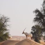 Eshanya Maheshwari Instagram - Experiencing So Many Things For The First Time 😍 And It Was All Worth It, From pleasant weather to Desert safari to knowing so many things about wildlife animals and plants and trees and meeting all the amazing hero’s of @platinumheritage 🫶🏻 Thanks for the wonderful Experience ❤️ #desartsafari #dubai #platinumheritage #esshanya #esshanyamaheshwari Platinum Heritage Dubai