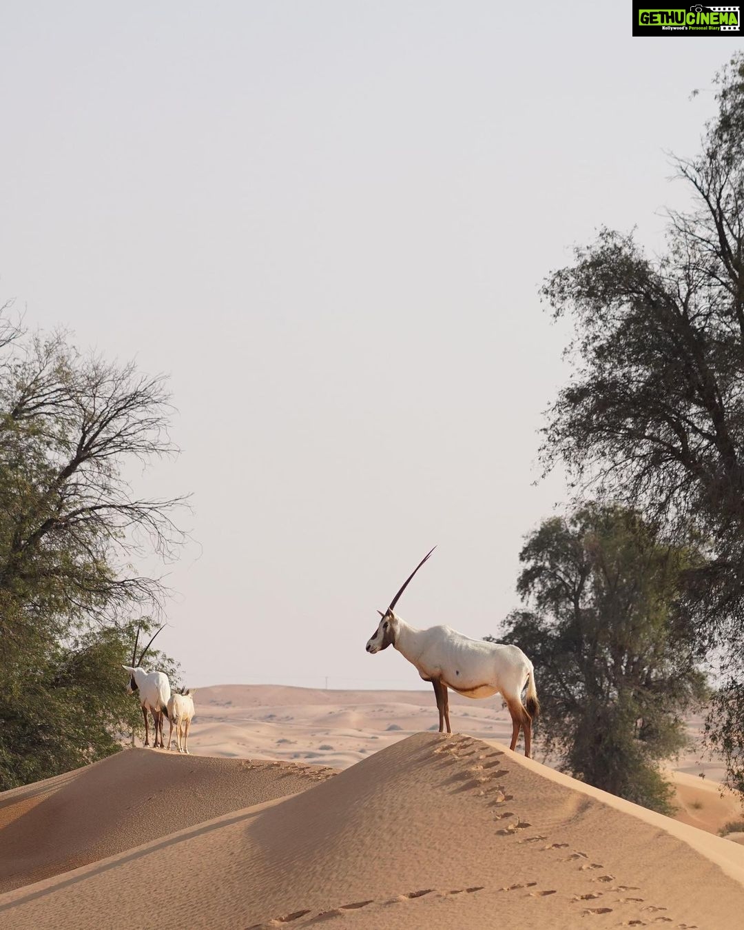 Eshanya Maheshwari Instagram - Experiencing So Many Things For The First Time 😍 And It Was All Worth It, From pleasant weather to Desert safari to knowing so many things about wildlife animals and plants and trees and meeting all the amazing hero’s of @platinumheritage 🫶🏻 Thanks for the wonderful Experience ❤️ #desartsafari #dubai #platinumheritage #esshanya #esshanyamaheshwari Platinum Heritage Dubai