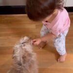 Evelyn Sharma Instagram - Very busy this morning making sure Coco eats breakfast 🥰 #besties #goodgirls #dogsandkids #kidsanddogs #puppylove #avaandcoco #breakfast #toddlerbreakfast #momlife #anythingtokeepthembusy