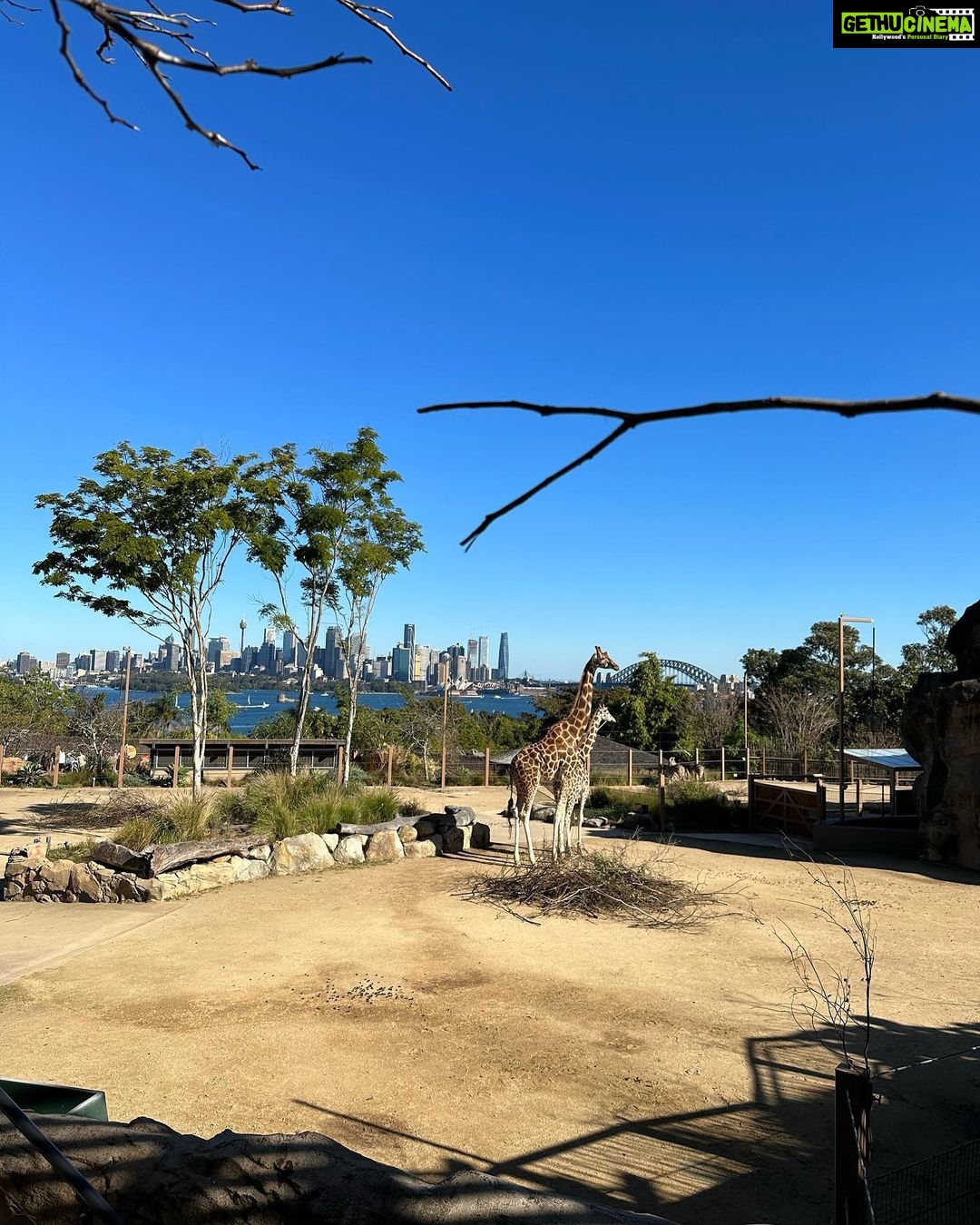 Evelyn Sharma Instagram - This is what most of the zoo visit looked like: trying to catch my wild toddler and wiping snotty winter noses… 😅 but the way her little face lights up when seeing a giraffe 🥰 it’s everything! #momlife #momlifebelike #lifewithatoddler #torongazoo #bestdayever