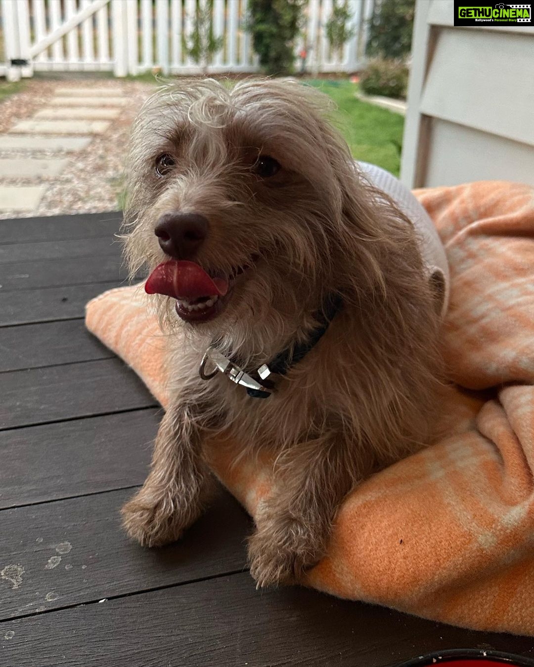 Evelyn Sharma Instagram - Thanks for everyone asking about our darling Coco 💖 she’s made a full recovery from the terrible attack a few month ago 💯 and she is her naughty self again which we couldn’t be more grateful for. Life is short. Live it to the fullest. 💖 #coco #mybestfriend #firstborn #lifesbetterwithdogs #puppylove
